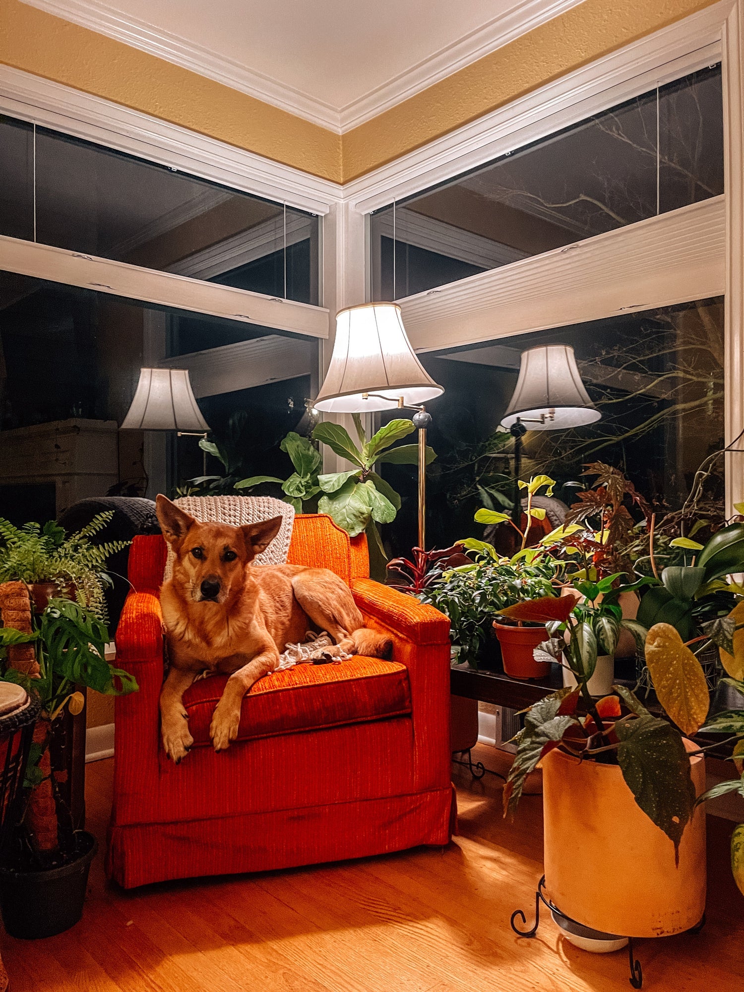 Making a House a Home — One Plant at a Time