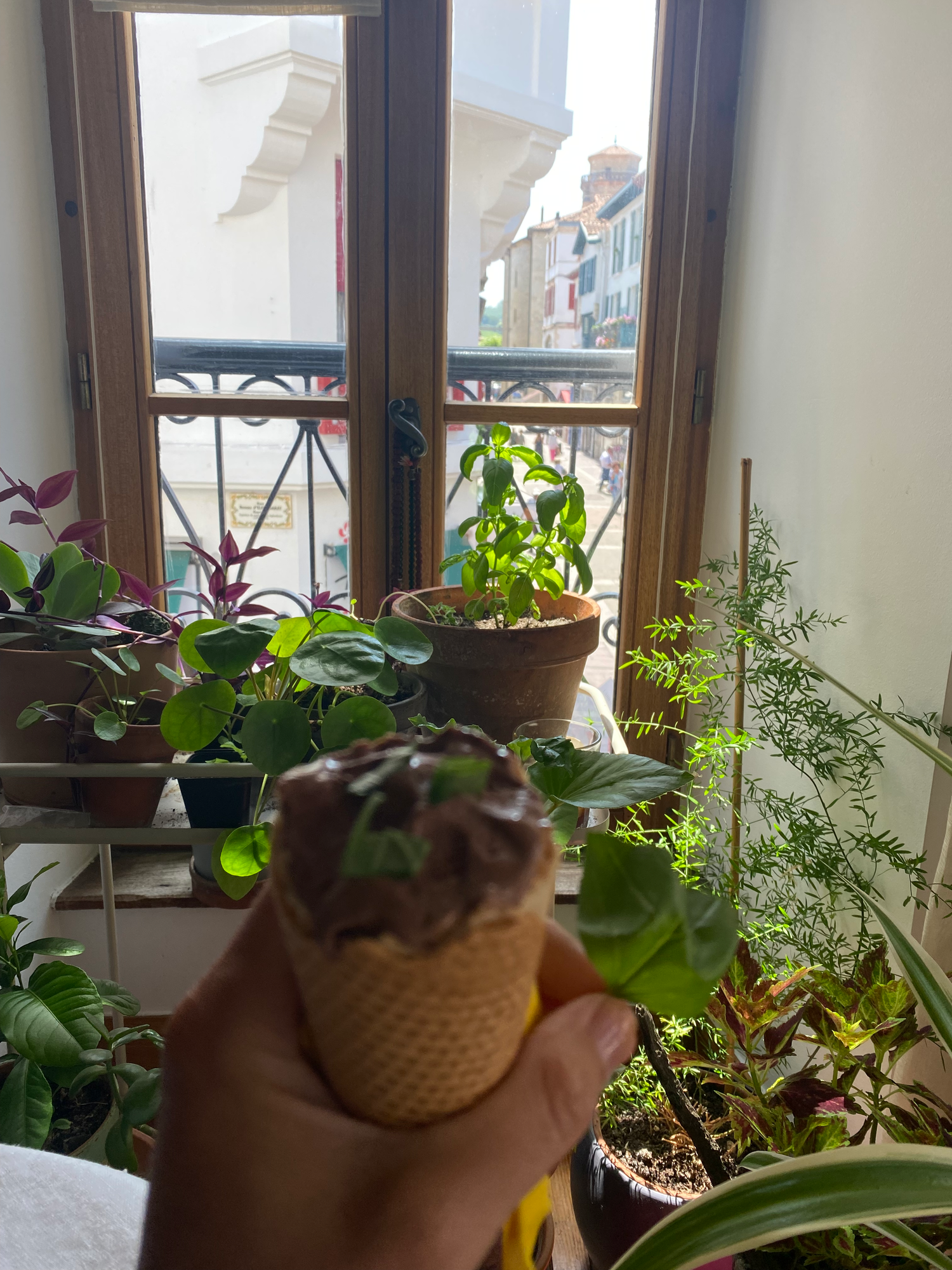 Indoor Basil Plants : IM BACK!