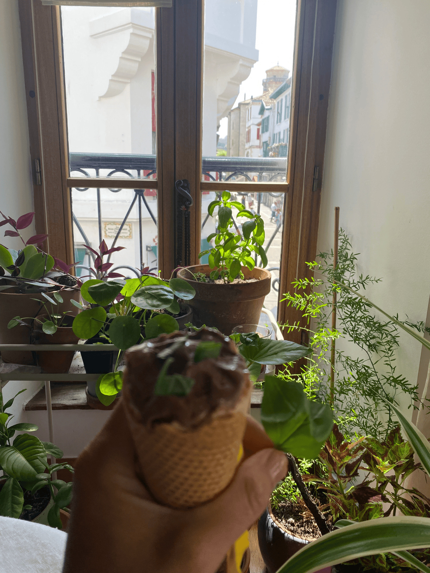 Indoor Basil Plants : IM BACK! - Grow Queen