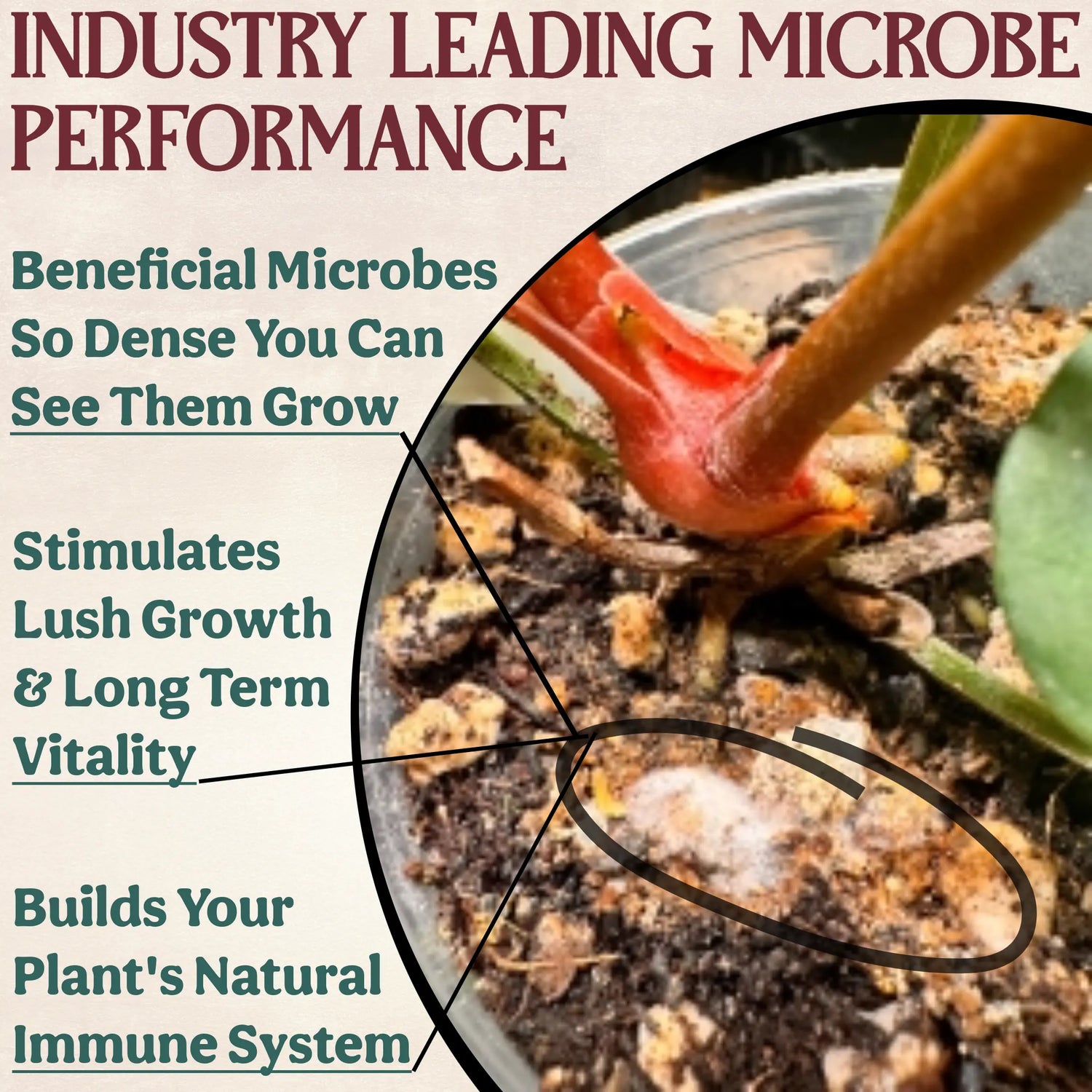 All-In-One Complete Organic Succulent & Cactus Plant Food Grow Queen