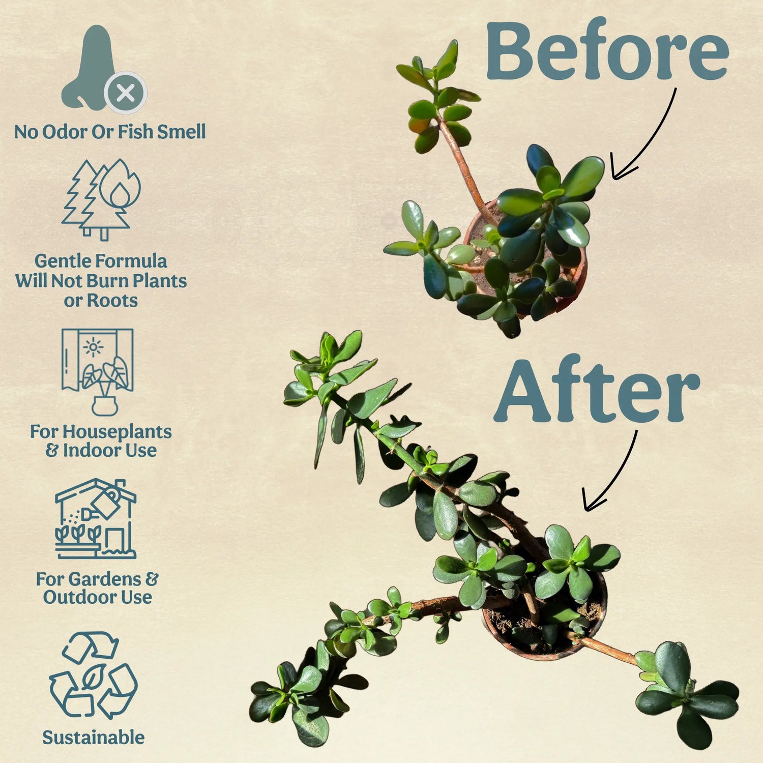 All-In-One Complete Organic Succulent & Cactus Plant Food Grow Queen