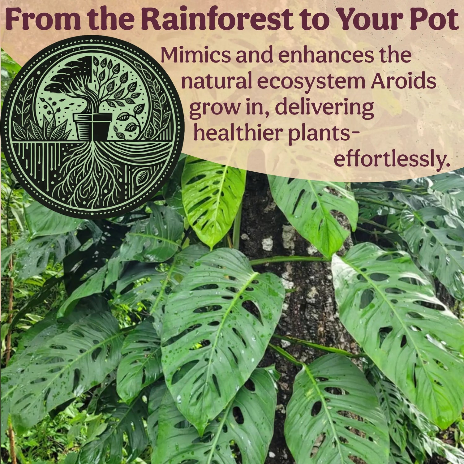 Craft Aroid Potting Mix for Indoor Tropical Plants & Houseplants Grow Queen