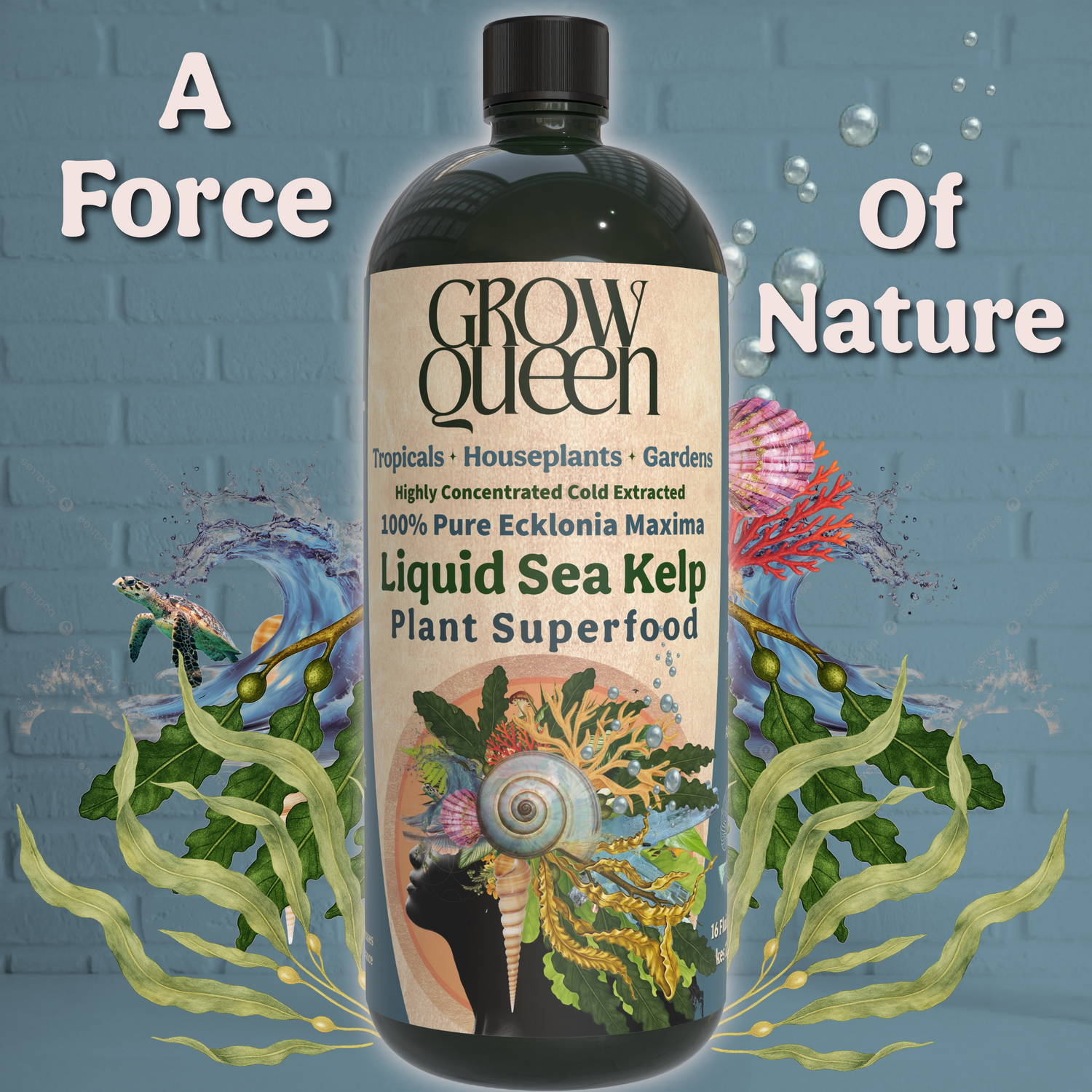 Ecklonia maxima kelp helps plants recover from transplant and environmental stress