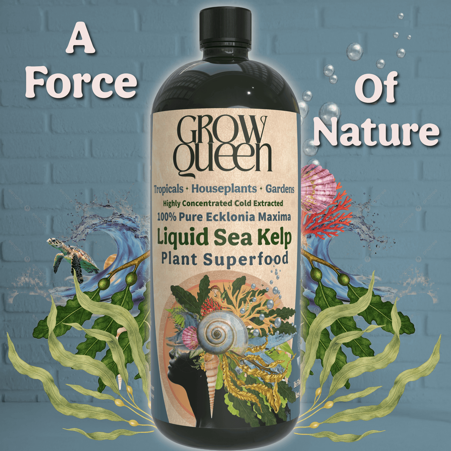 Ecklonia maxima kelp helps plants recover from transplant and environmental stress