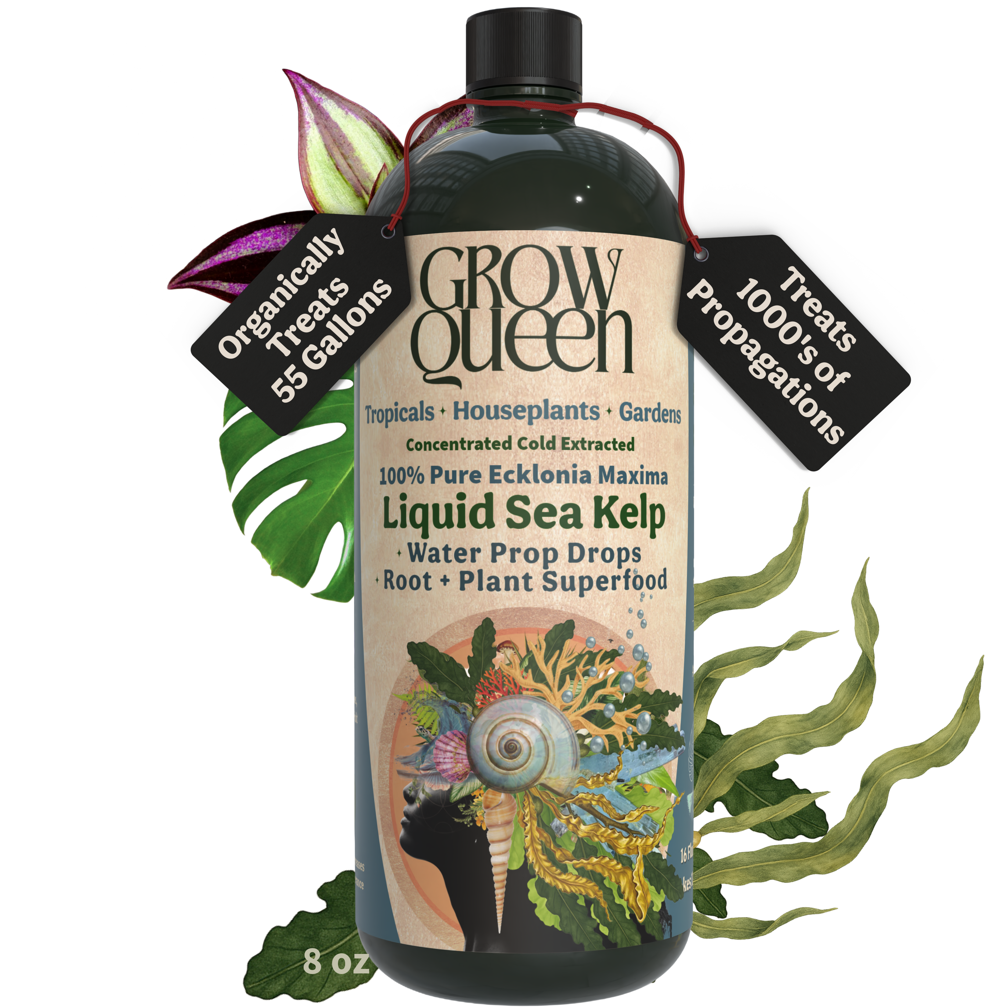 Ecklonia Maxima Kelp Extract Plant Superfood