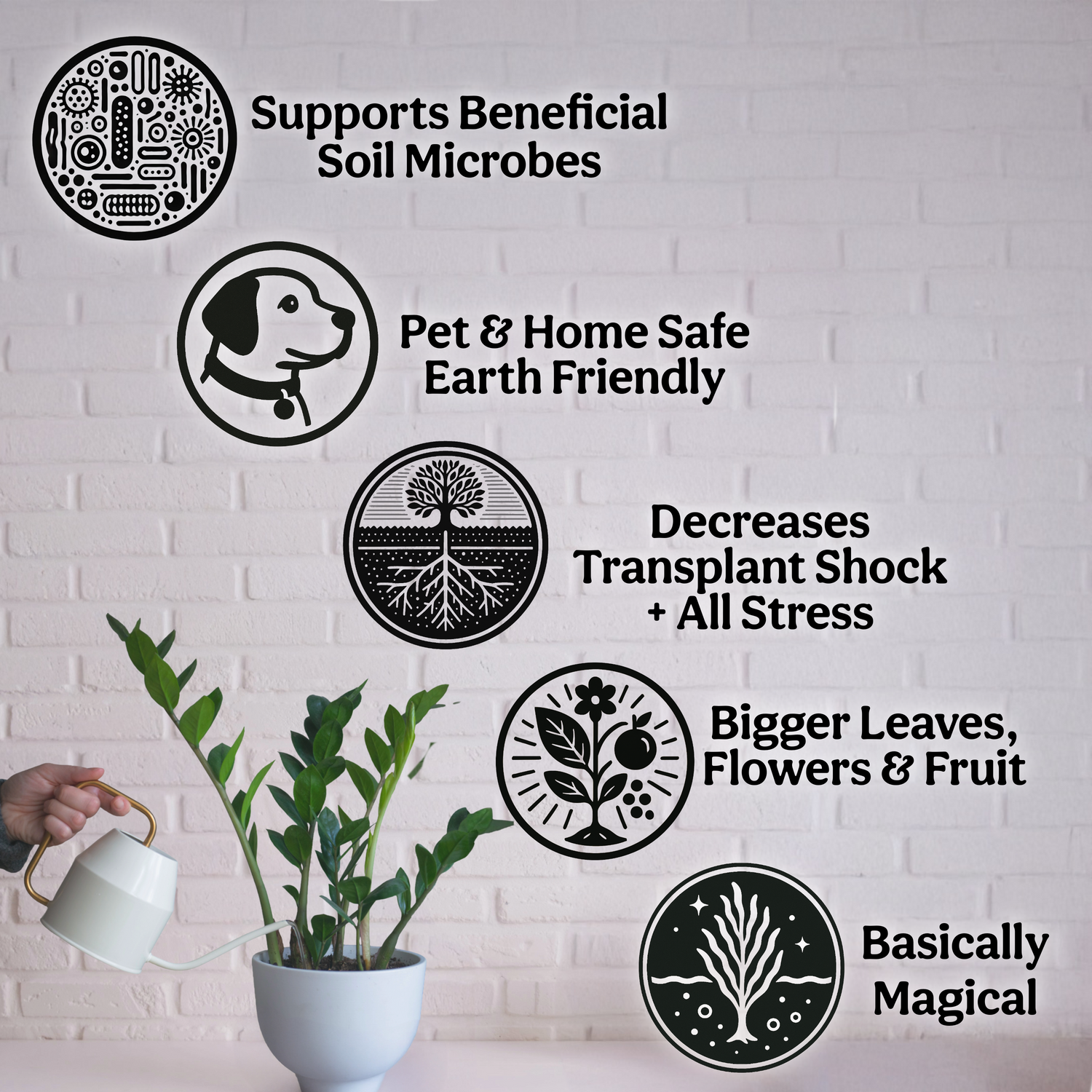 Ecklonia Maxima Kelp Extract Plant Superfood