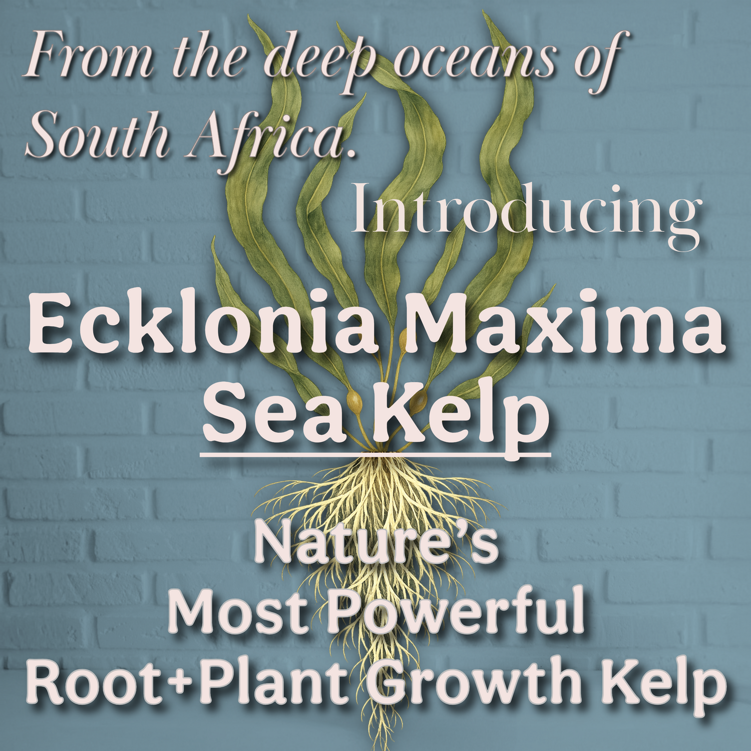 Ecklonia Maxima Kelp Extract Plant Superfood