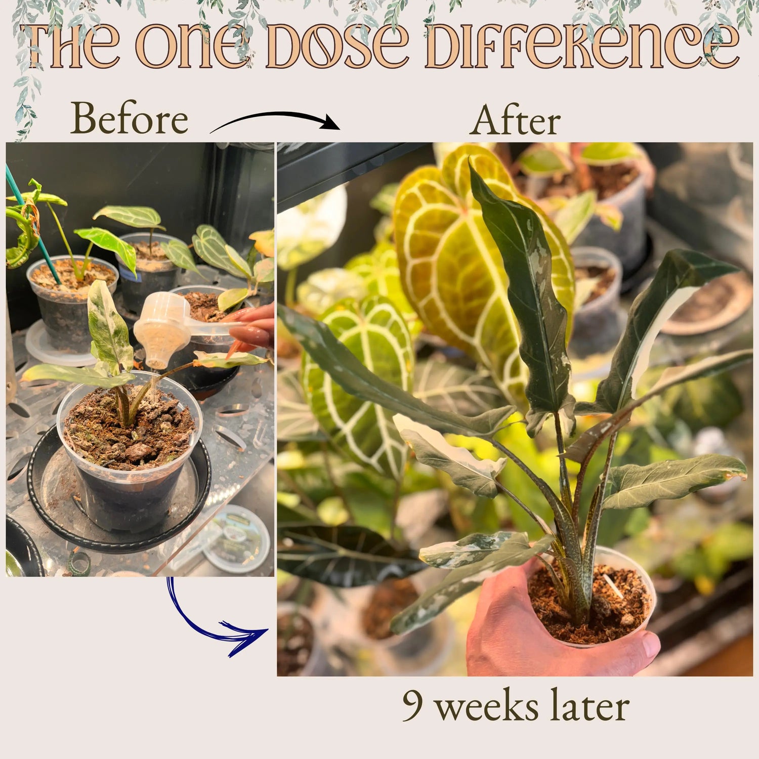 The All-In-One Complete Organic Plant Food Grow Queen