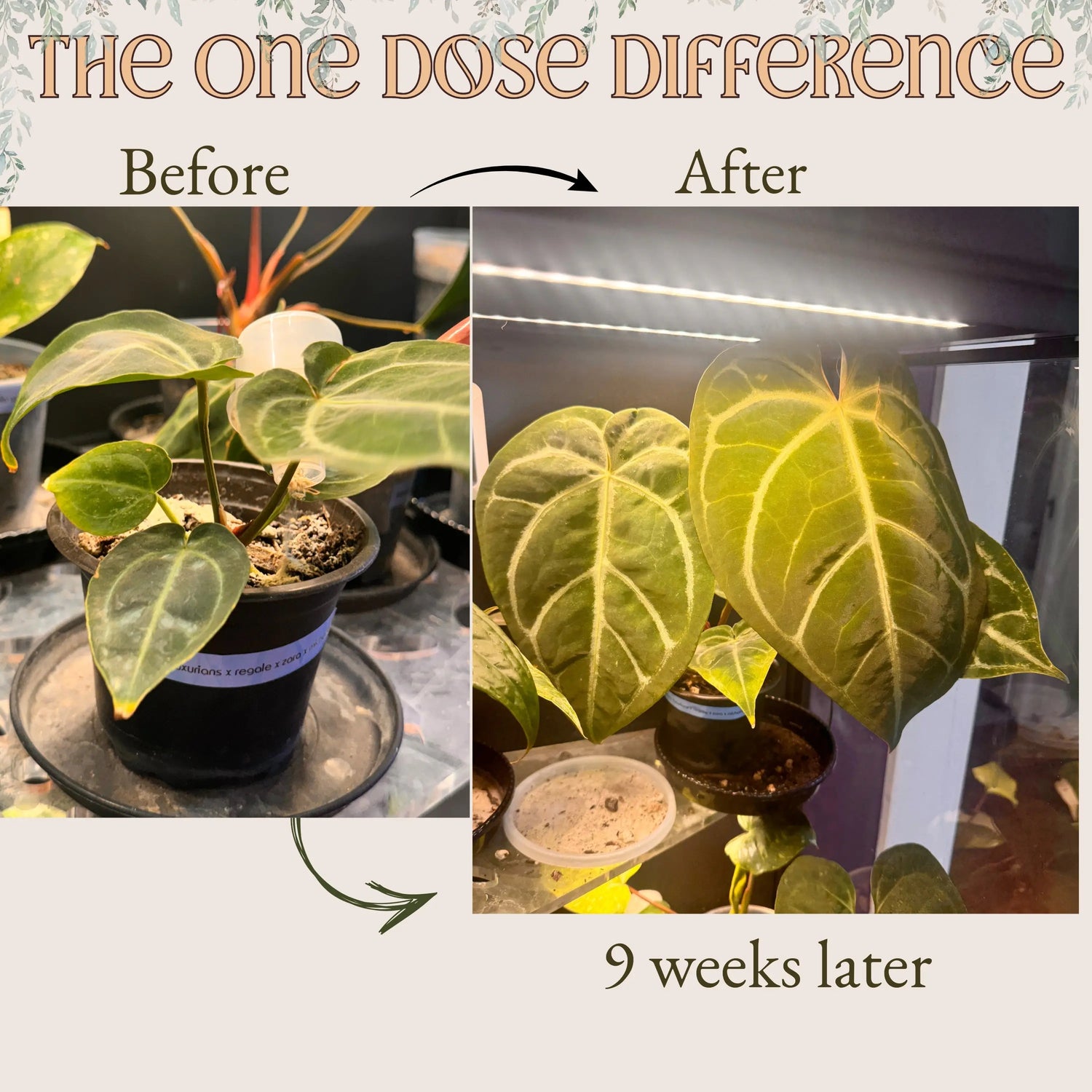 The All-In-One Complete Organic Plant Food Grow Queen