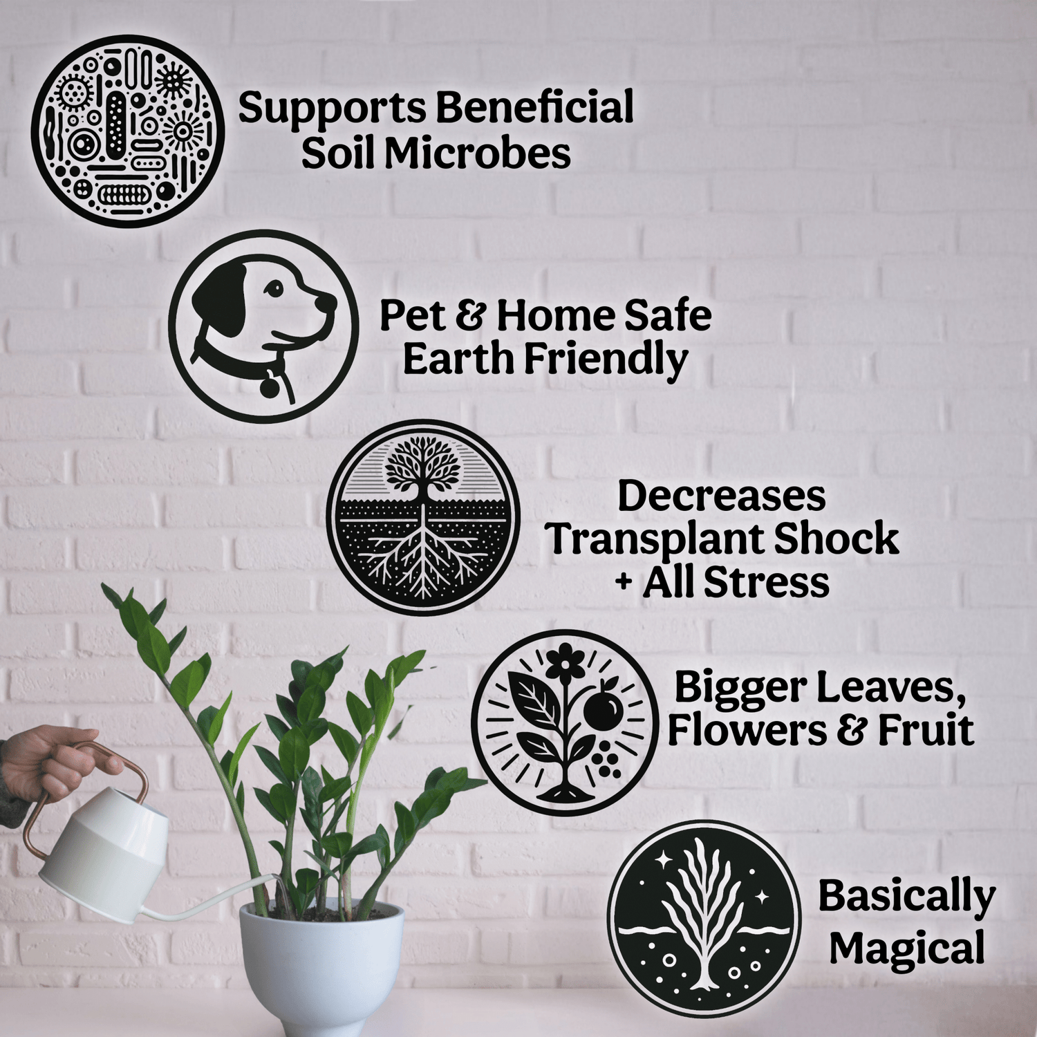 Ecklonia Maxima Kelp Extract Plant Superfood