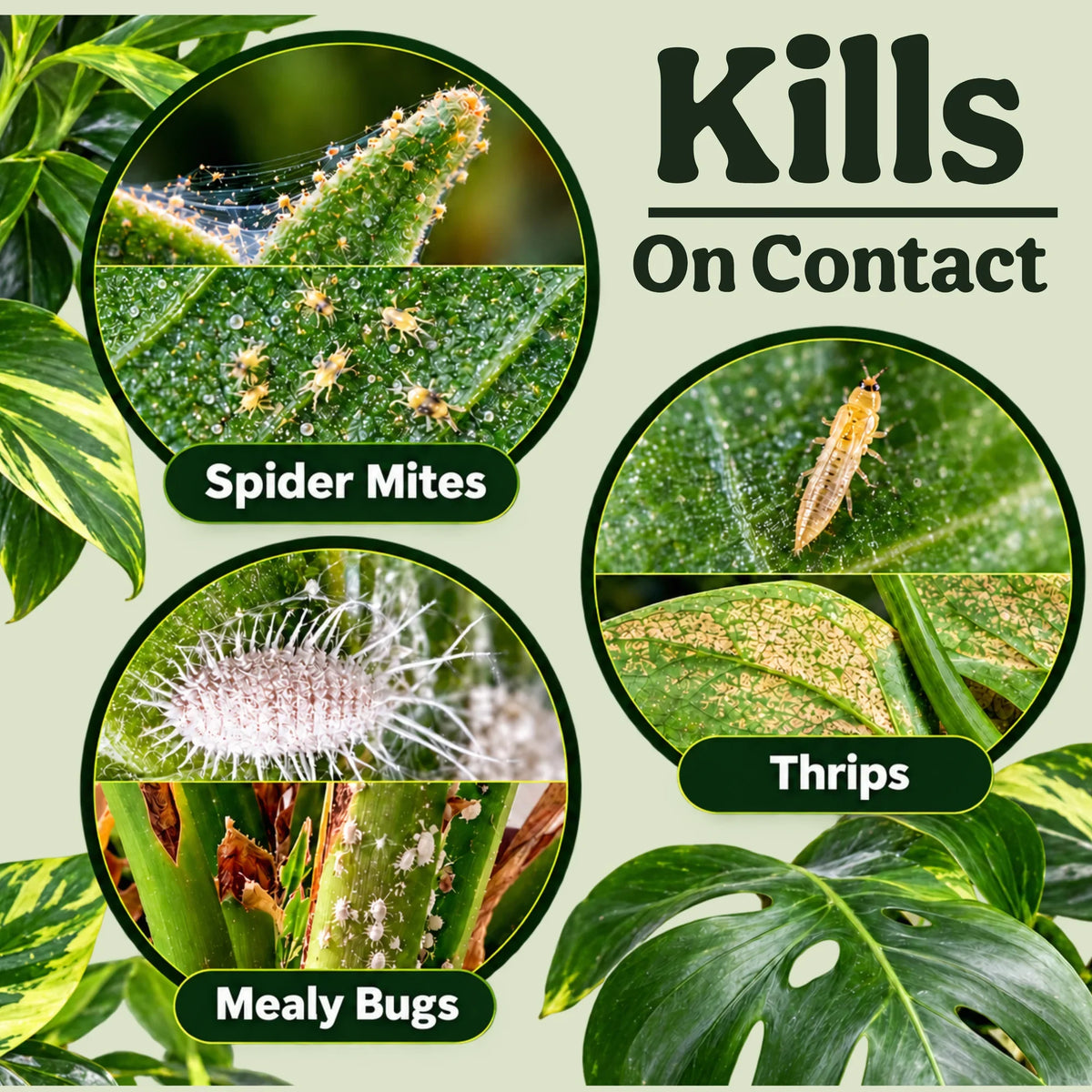 Leaf Knight kills spider mites, thrips and mealybugs on contact