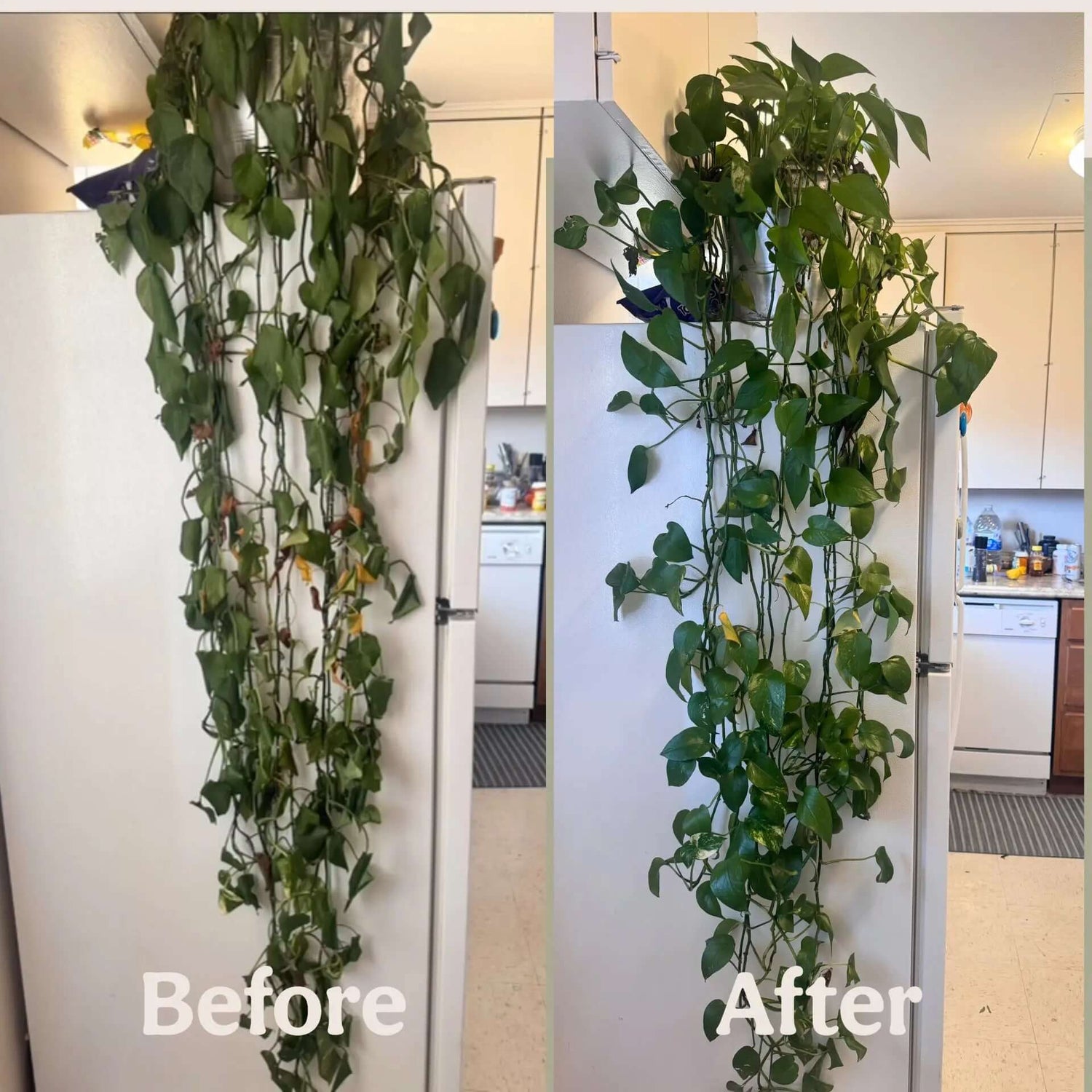 Organic Time Release Plant Food - Grow Queen