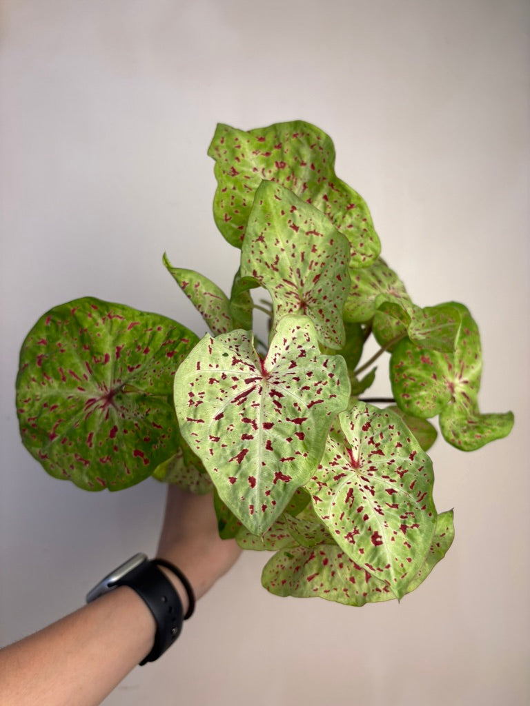 Caladium Care Guide