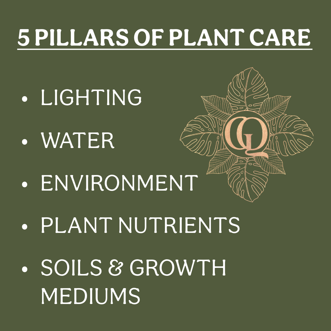 The 5 Pillars of Plant Care