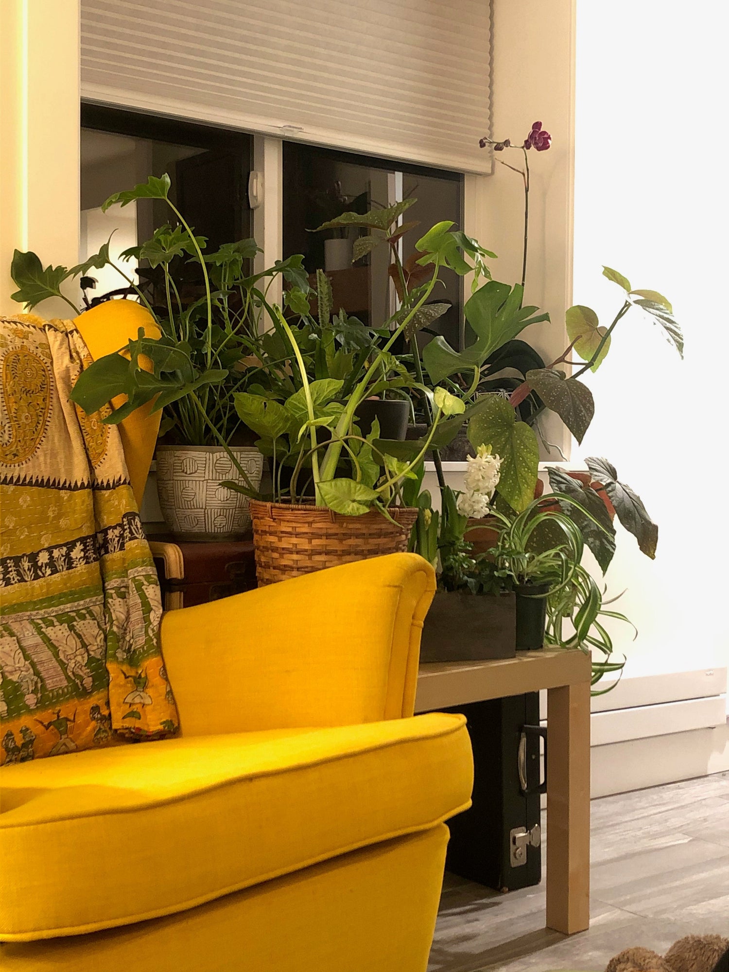 You Can Never Have Too Many Plants