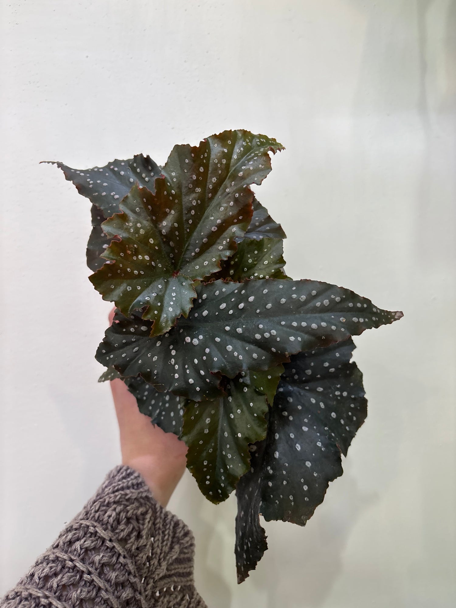 Begonia Plant Care Guide