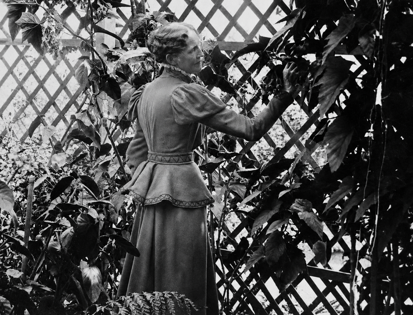 Women In Stems : The Begonia Queen - Eva Kenworthy Gray