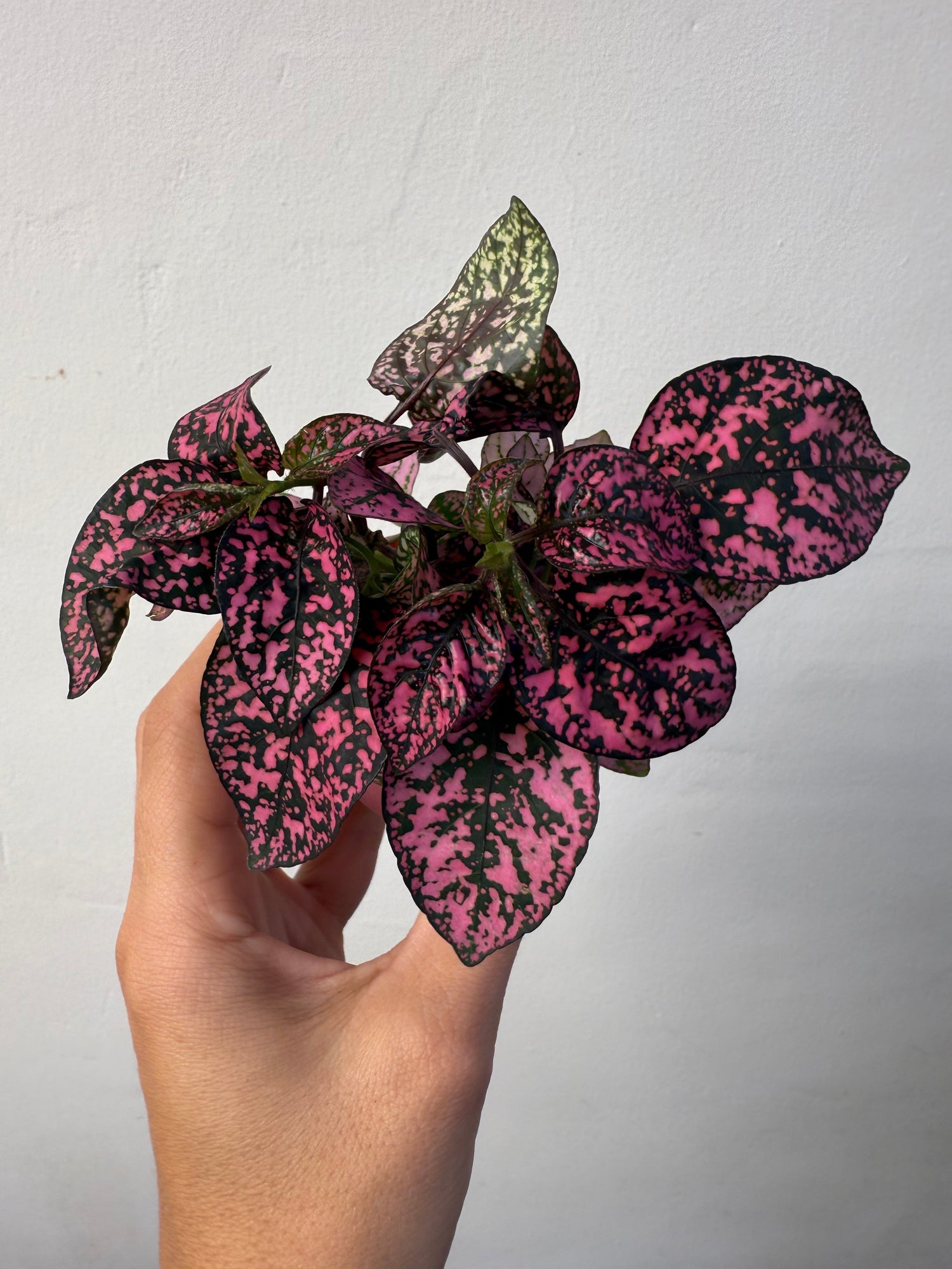 polka dot plant pink splash 