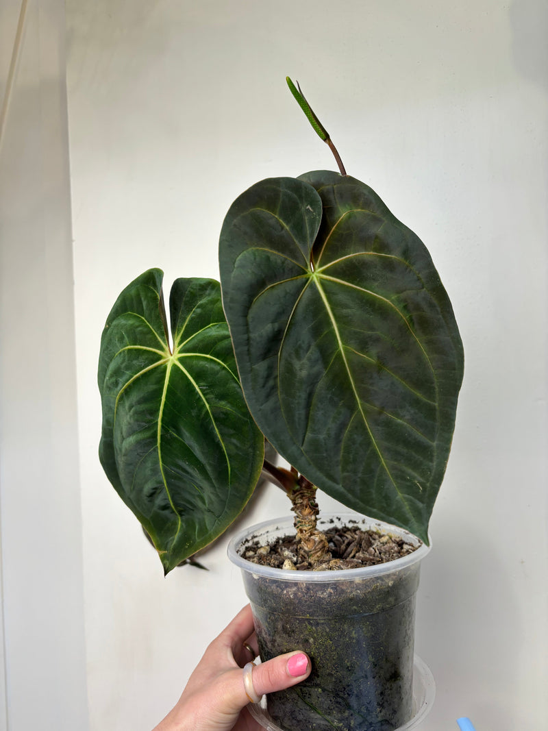Anthurium Care Guide