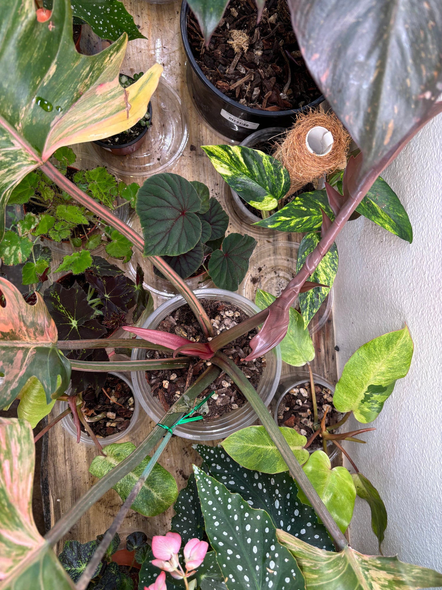 Climbers, Crawlers and Sprawlers: Understanding Tropical Growth Patterns