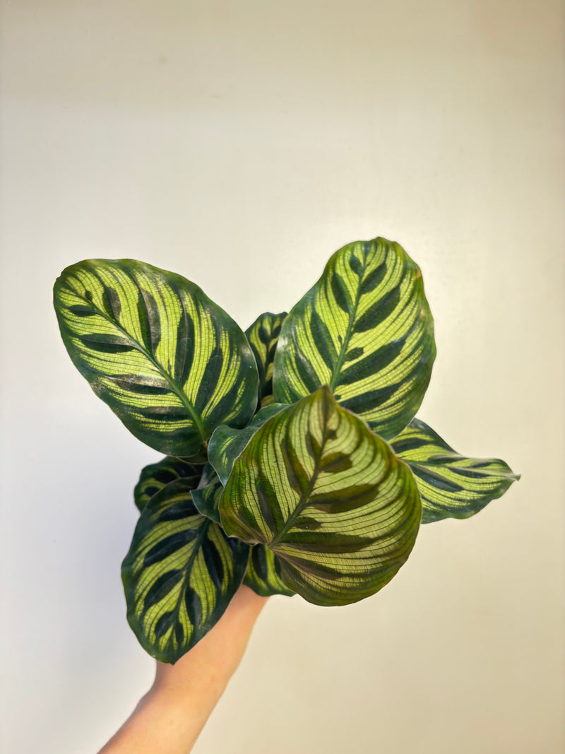 Calathea Care Guide