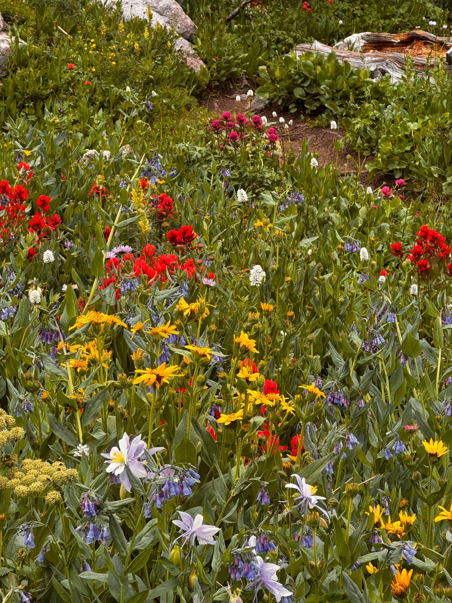Perennials vs Annuals: Two Ways Plants Grow (and Grow Back)