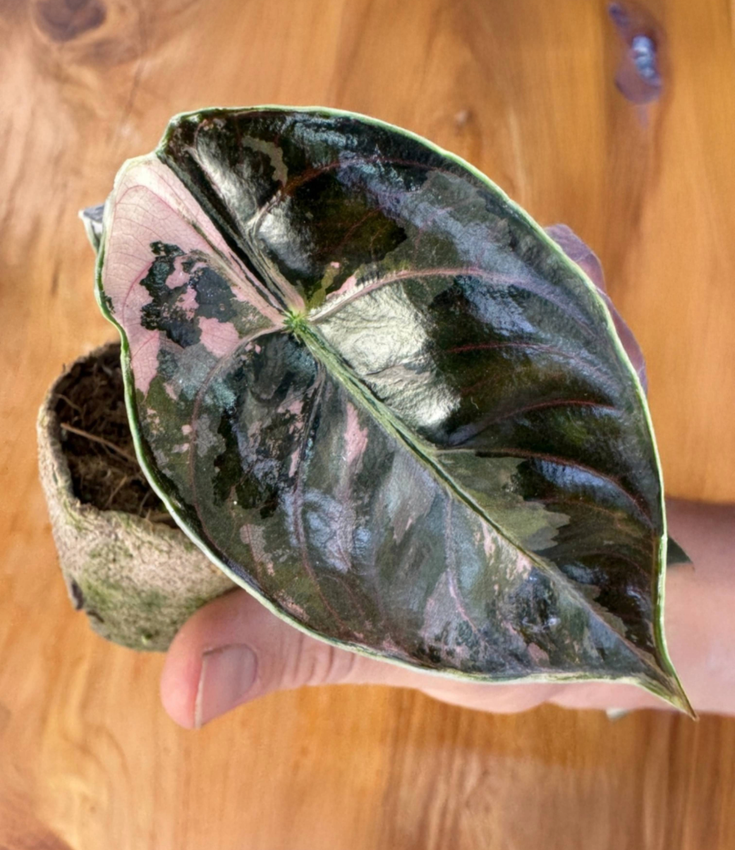 Alocasia Care Guide