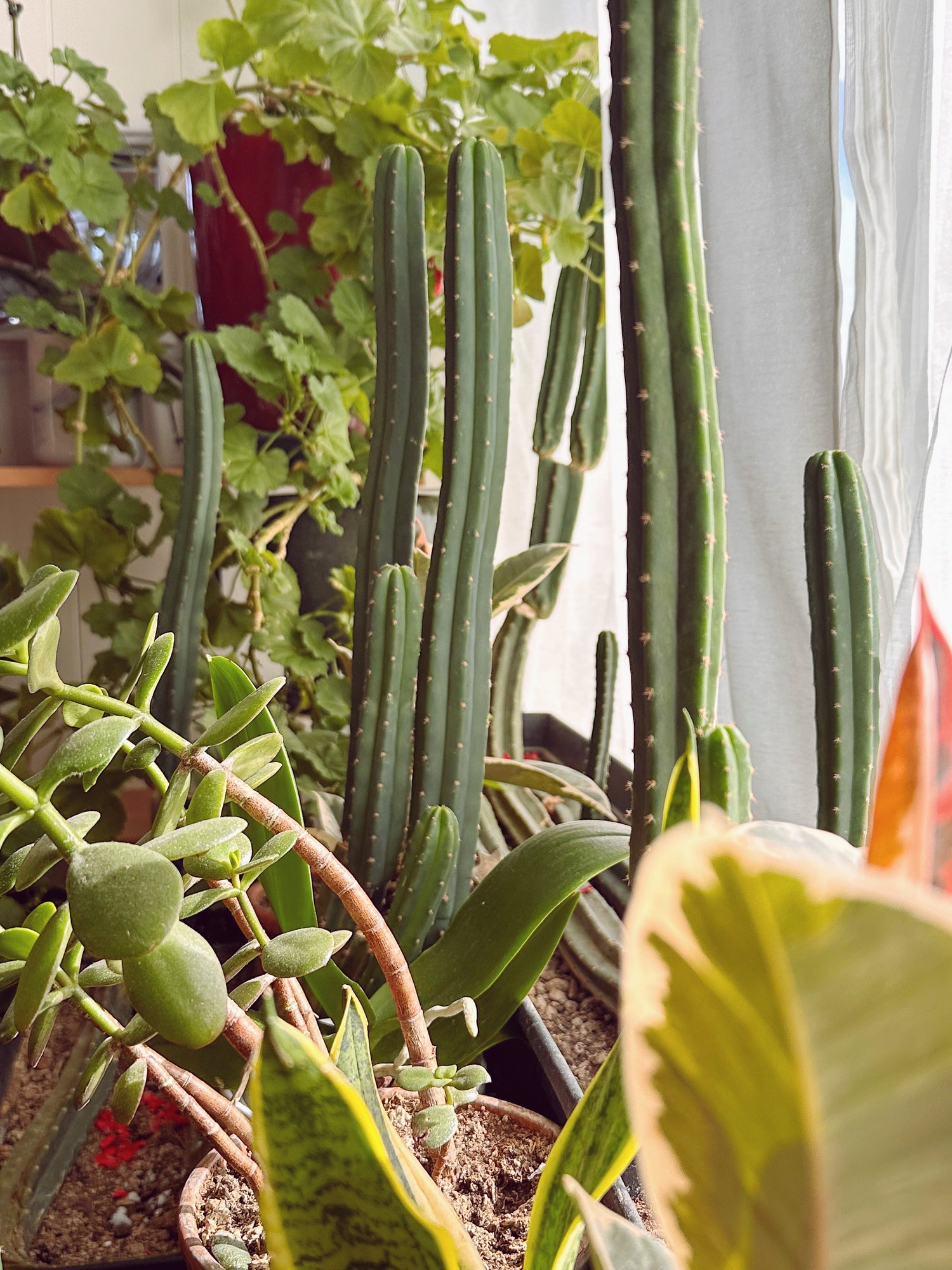 cactus and house plants in the window 