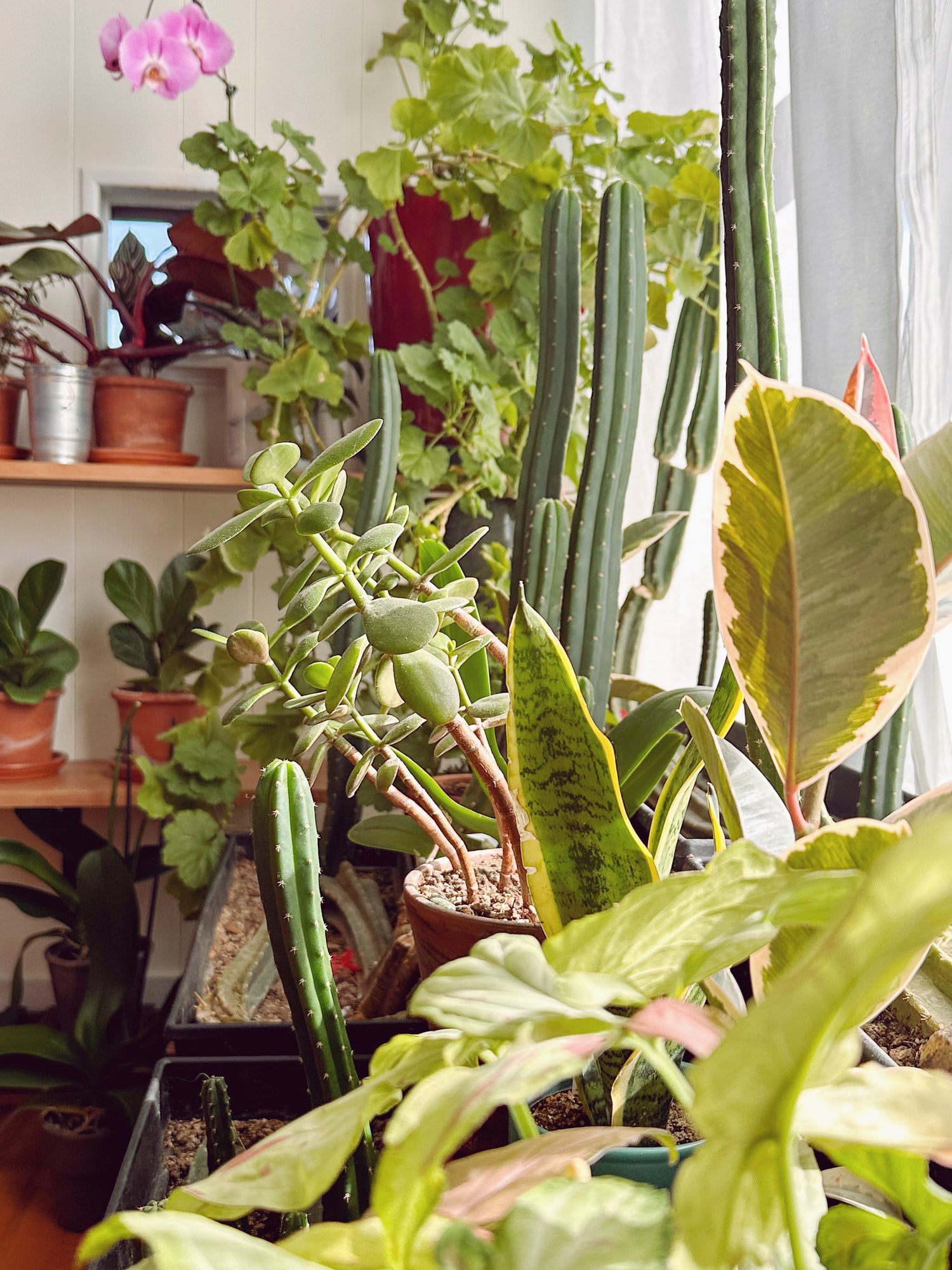 Shedding Light on Plant Lighting: What Bright, Medium, and Low Light Really Mean