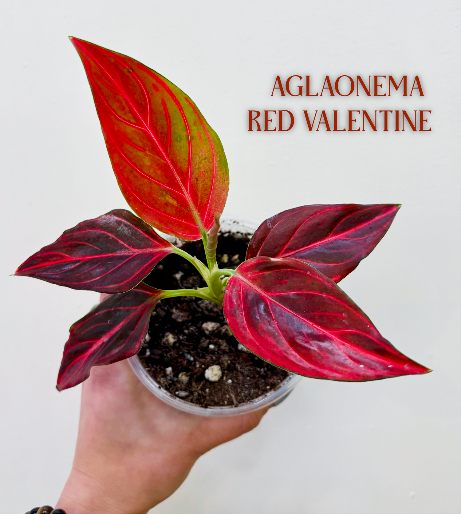 Aglaonema Care Guide