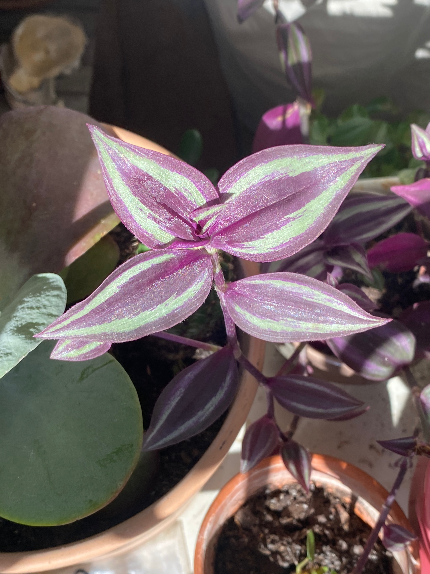 Tradescantia zebrina
