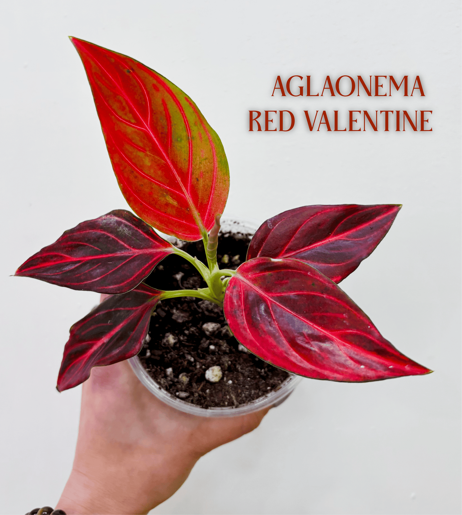 Aglaonema Care Guide - Grow Queen