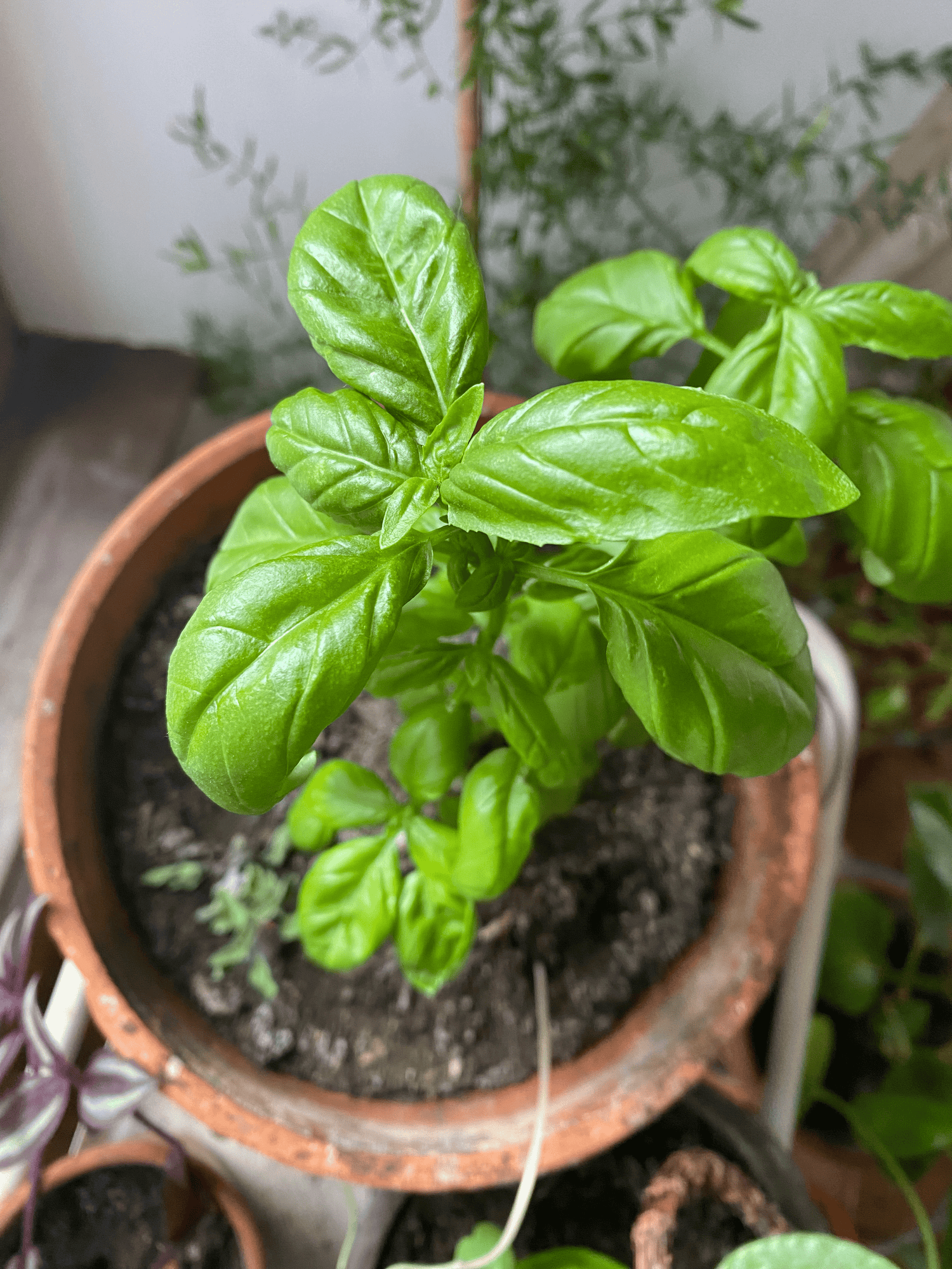Basil Plant Care Guide: Success with Herbs - Grow Queen