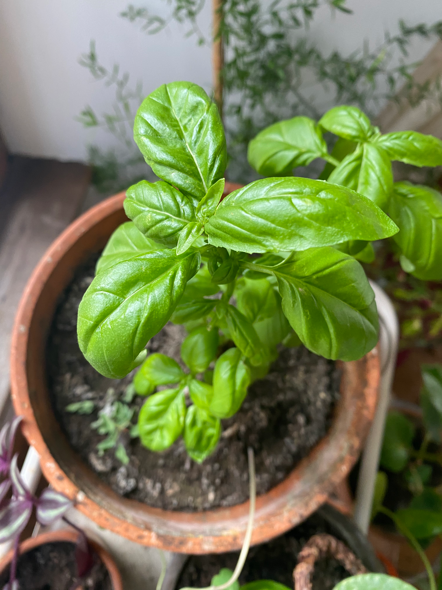 Basil Plant Care Guide: Success with Herbs