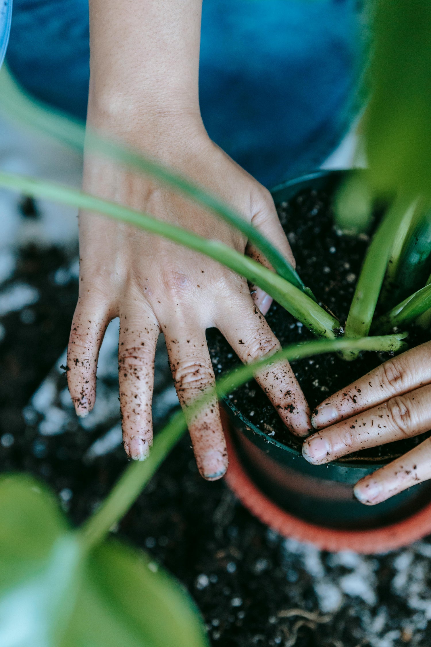 🌱 Soil = Your Plant’s Pantry: Why the Right Soil Matters