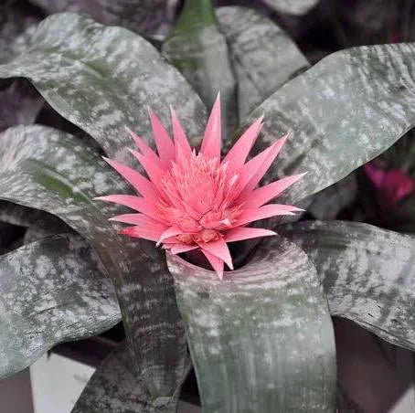 Bromeliad Care Guide Achemea Fasciata