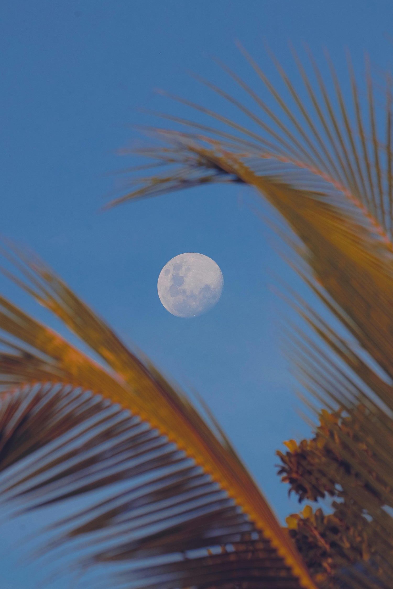 Moon phases & plant care: moon visible through palm fronds under blue sky.