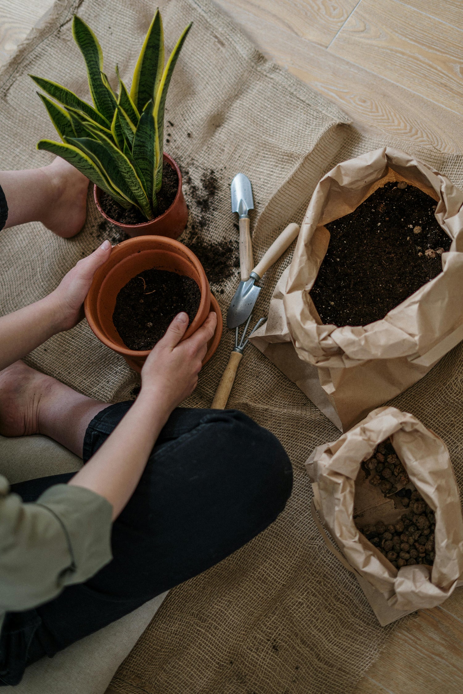 repotting houseplants 