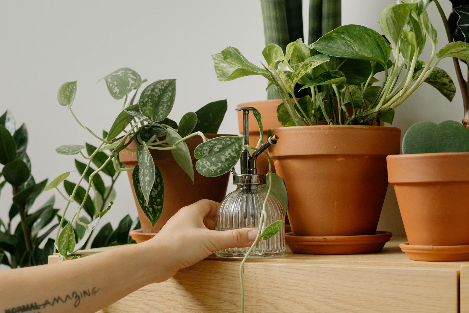 potted house plants on wood shelf 