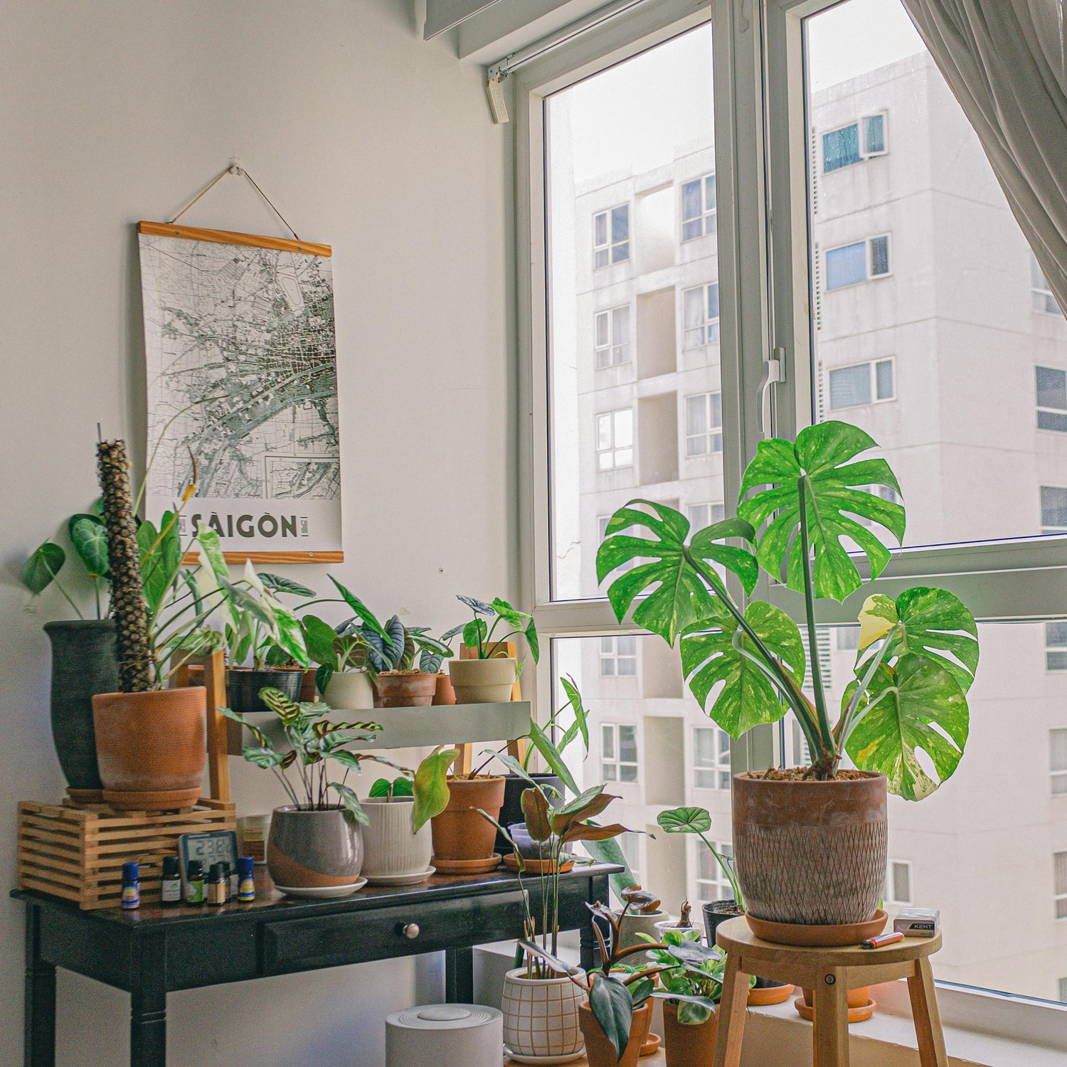 Feng Shui With Plants: How Living Greenery Shapes Energy, Balance, and Well-Being in Your Home