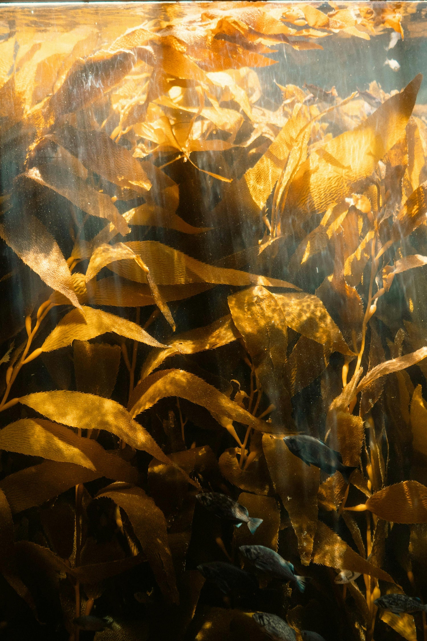 🌊 The Story of Ecklonia Maxima: The Ocean’s Most Powerful Plant Booster