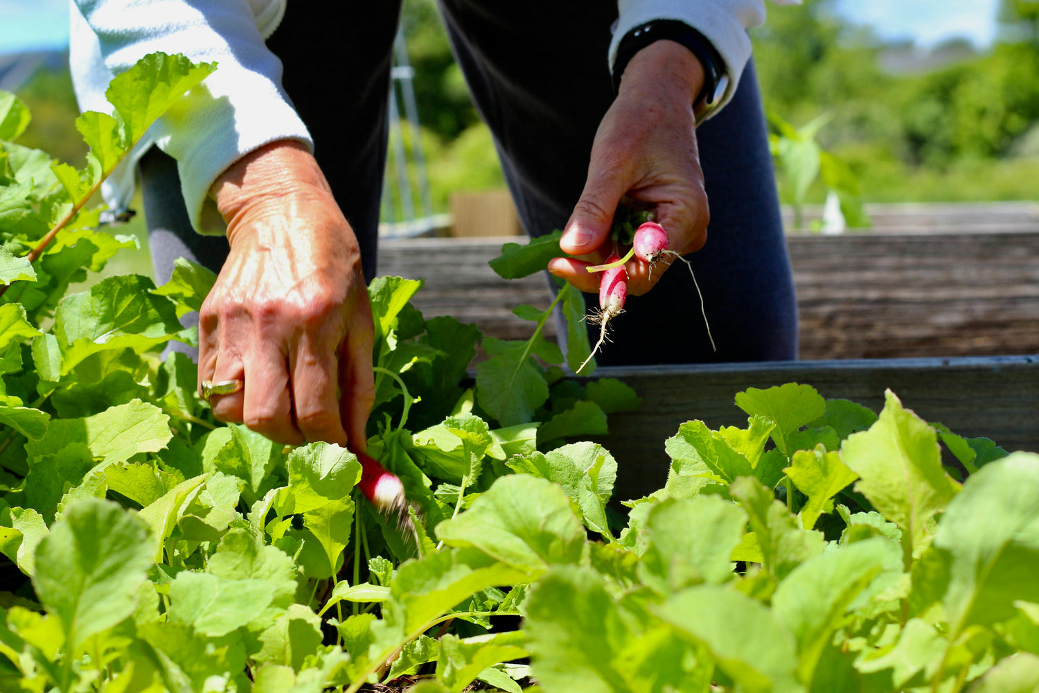Gardener harvesting radishes in an outdoor garden, illustrating steps of What You Can Start Doing for Your Outdoor Garden Now.