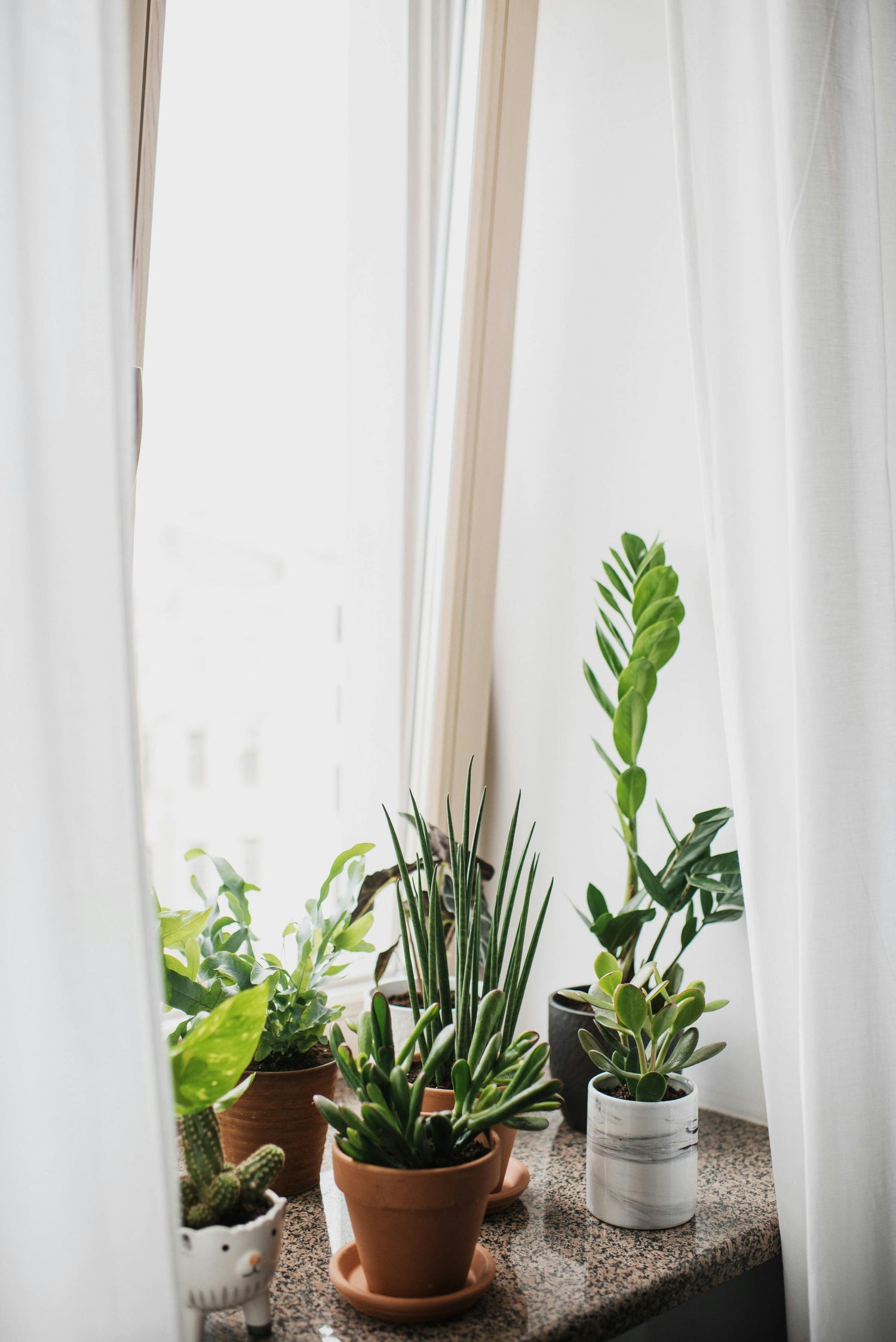 The Psychological Benefits of Having Plants in Your Home