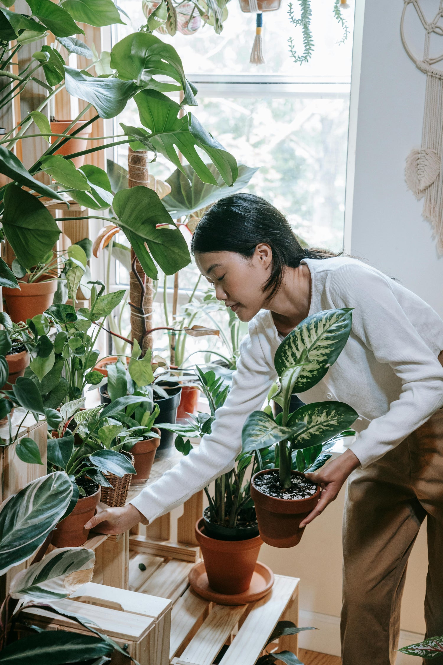 Plant Nightmares: How to Identify, Treat, and Prevent Common Houseplant Pests