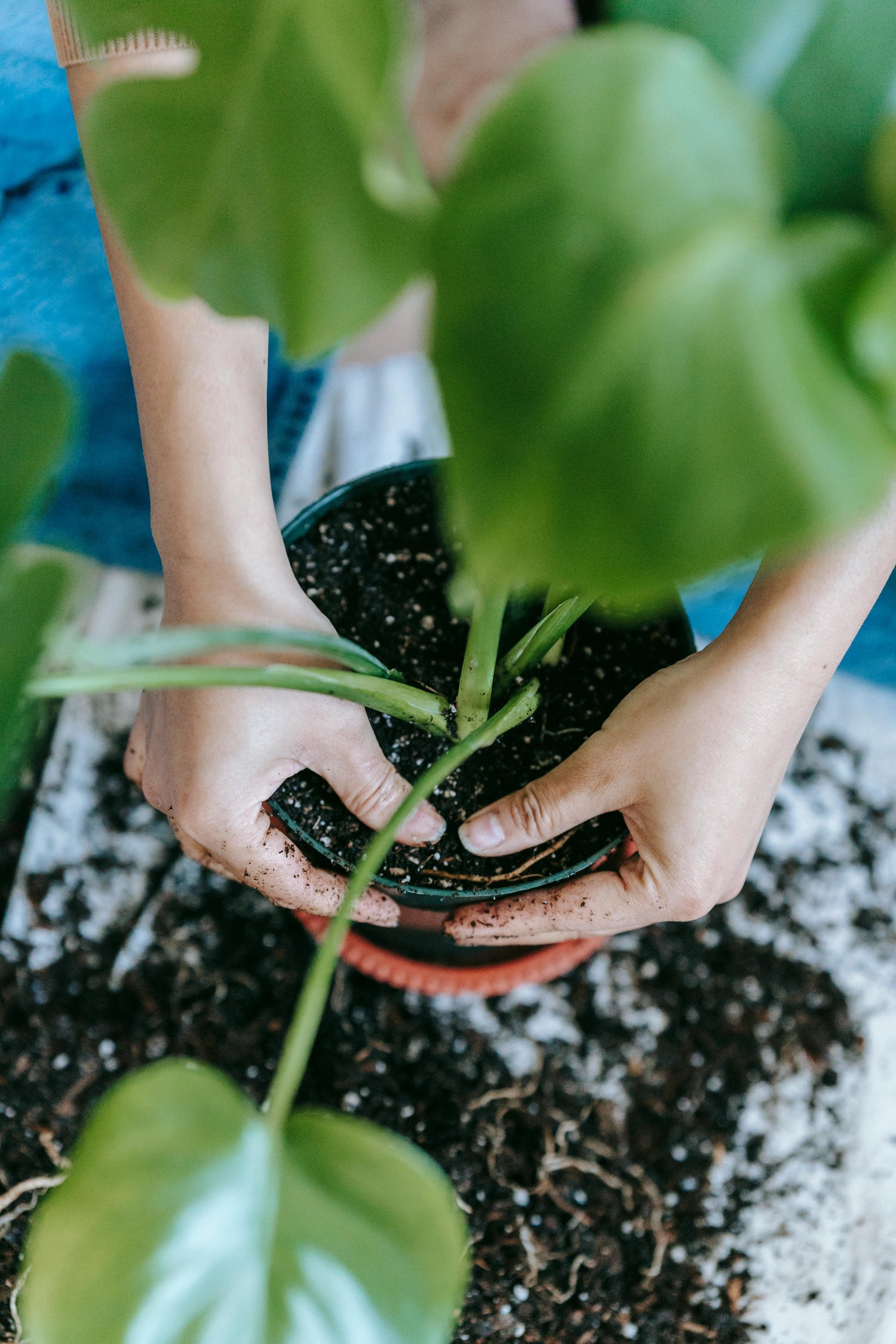 What “Living Soil” Really Means for Houseplants