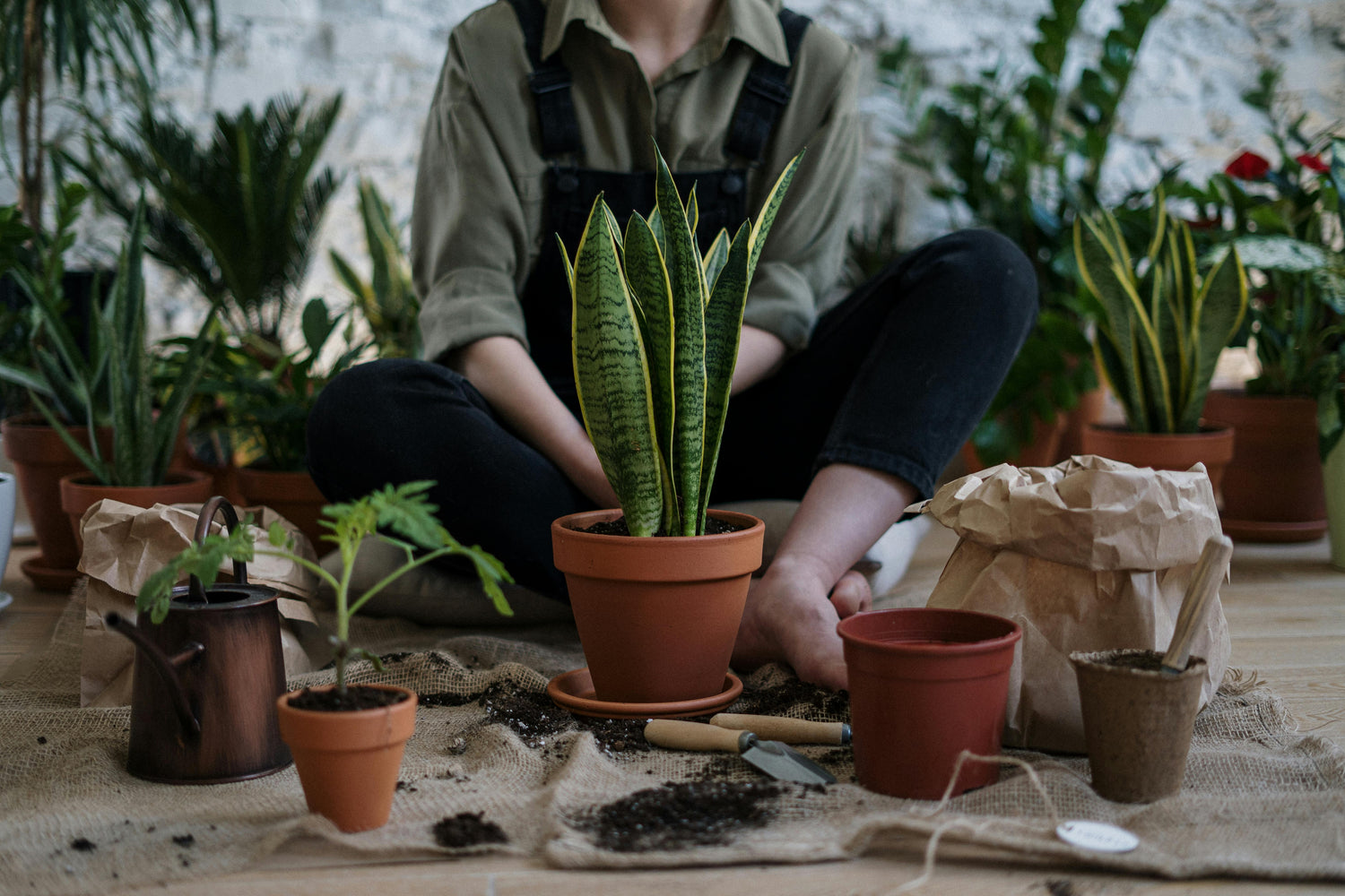 Snake Plant Care 101: The Ultimate Guide to This Low-Maintenance Queen 🐍🌿
