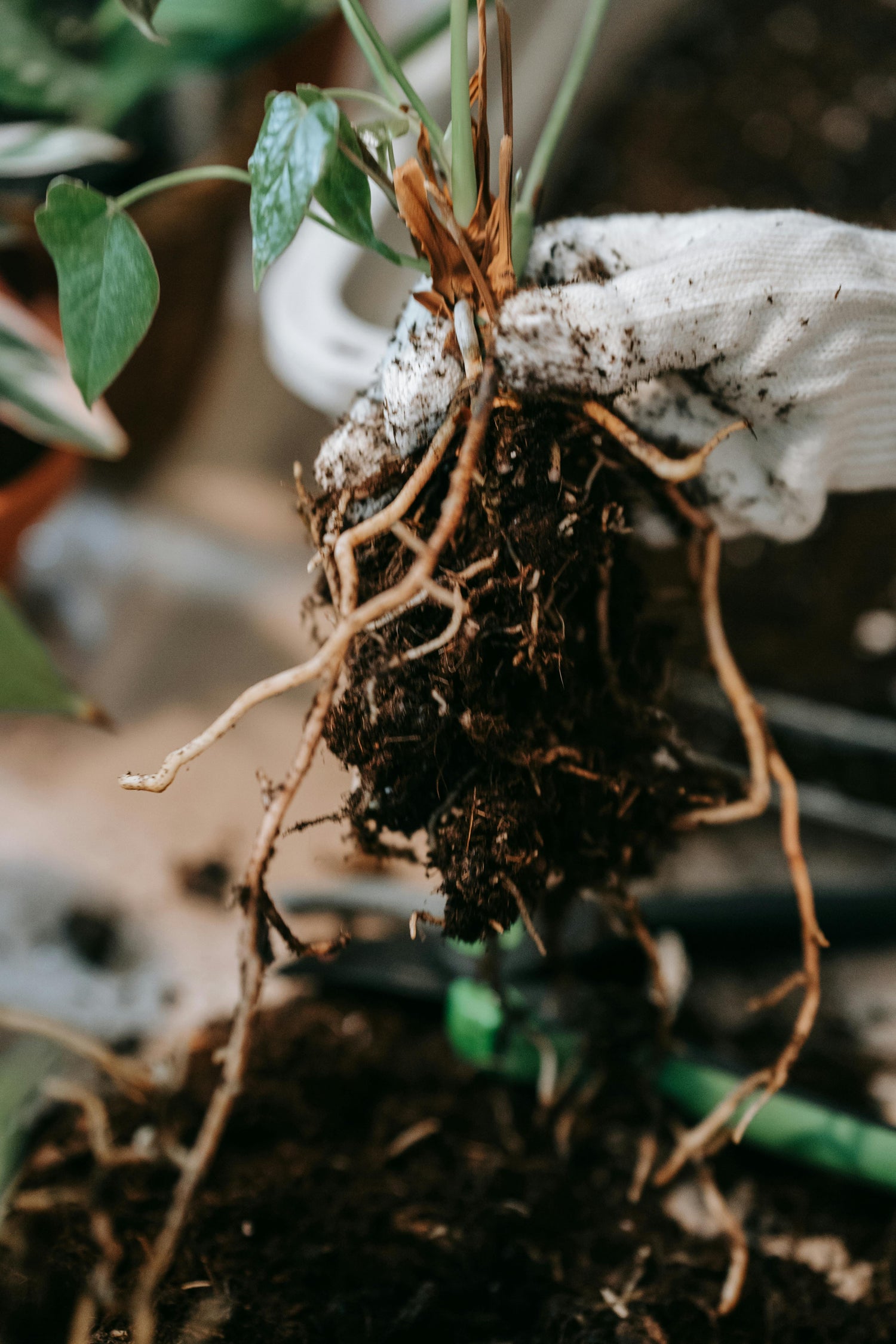The Quiet Work of Roots - Grow Queen