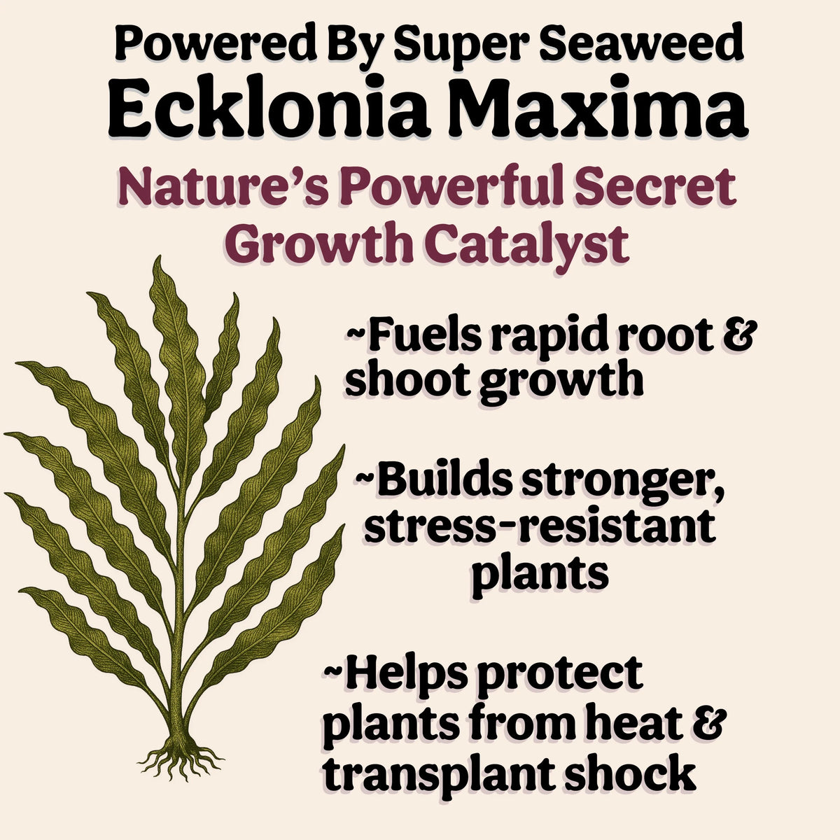 Powered By Super Seaweed Ecklonia Maxima