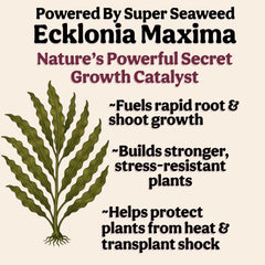 Powered By Super Seaweed Ecklonia Maxima