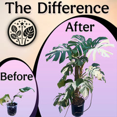 The Difference - before and after